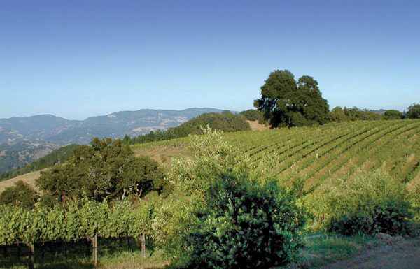 East View of Vineyard
