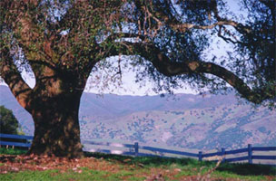 Oak